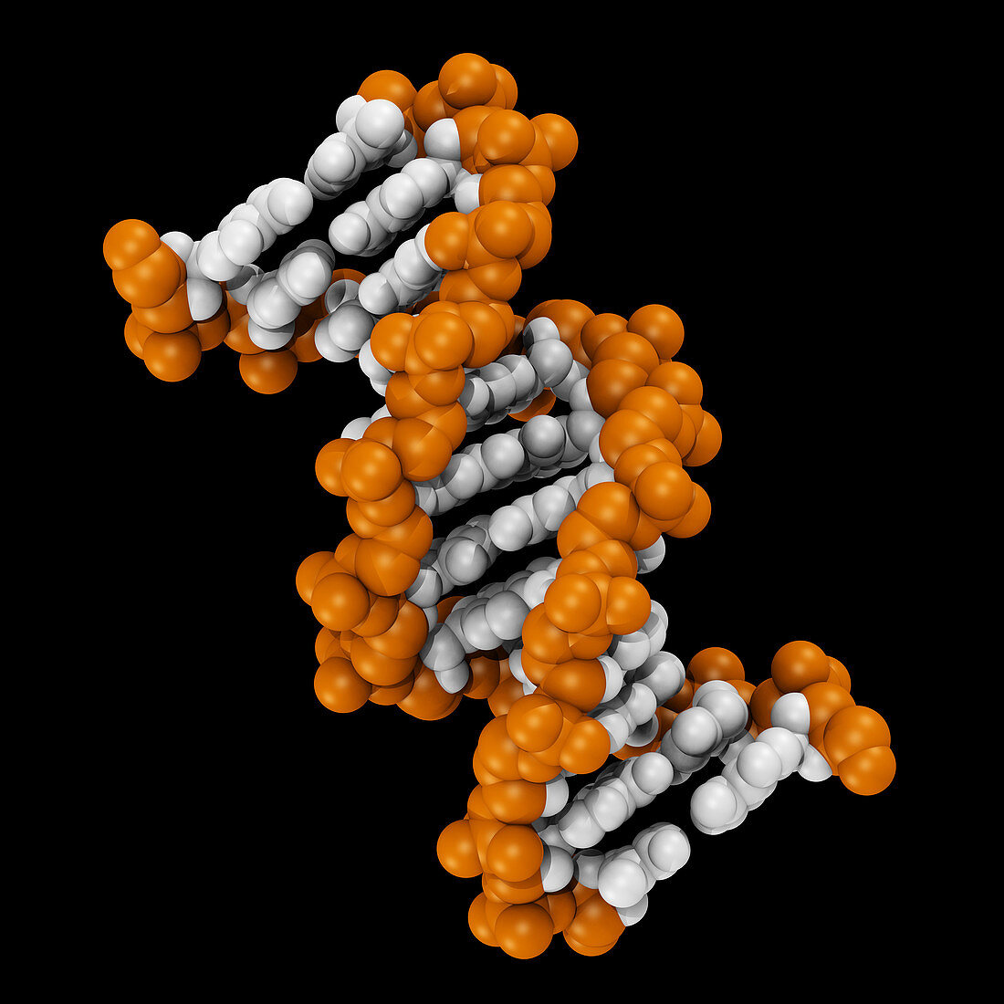 3D DNA Molecule