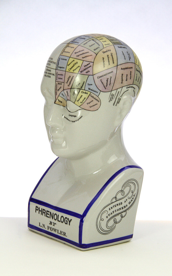 Phrenological model