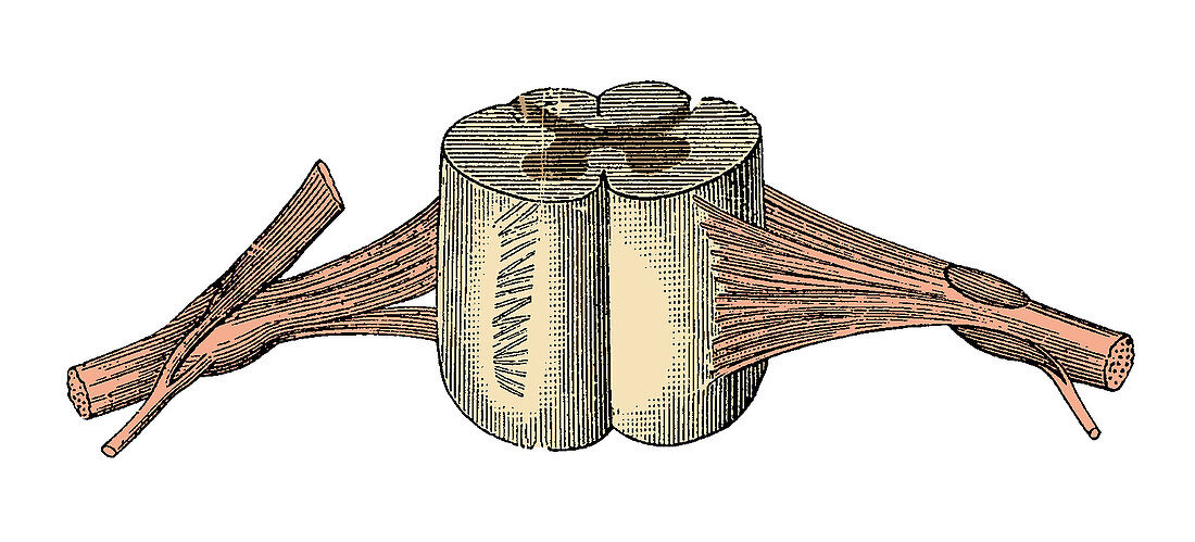 Spinal Cord