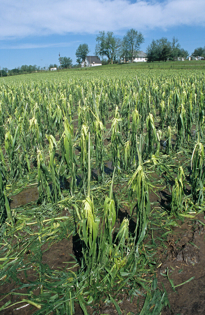 Corn Field Damaged by Hail,MO
