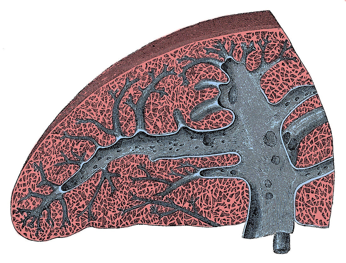Illustration of Spleen