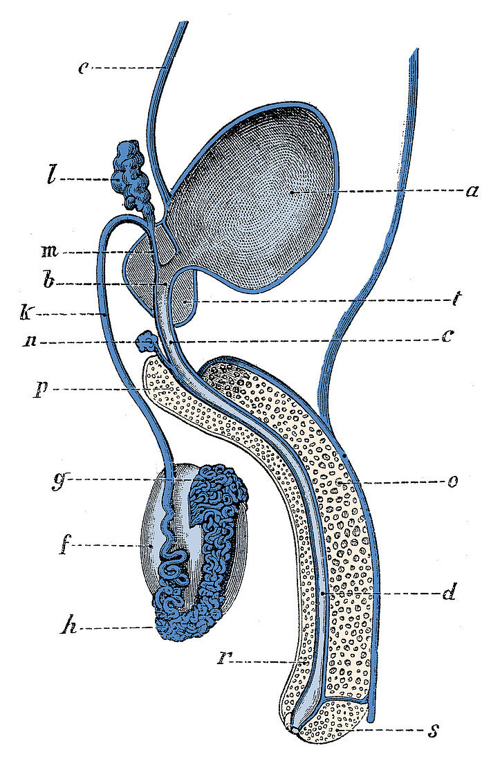 Male Genitourinary System