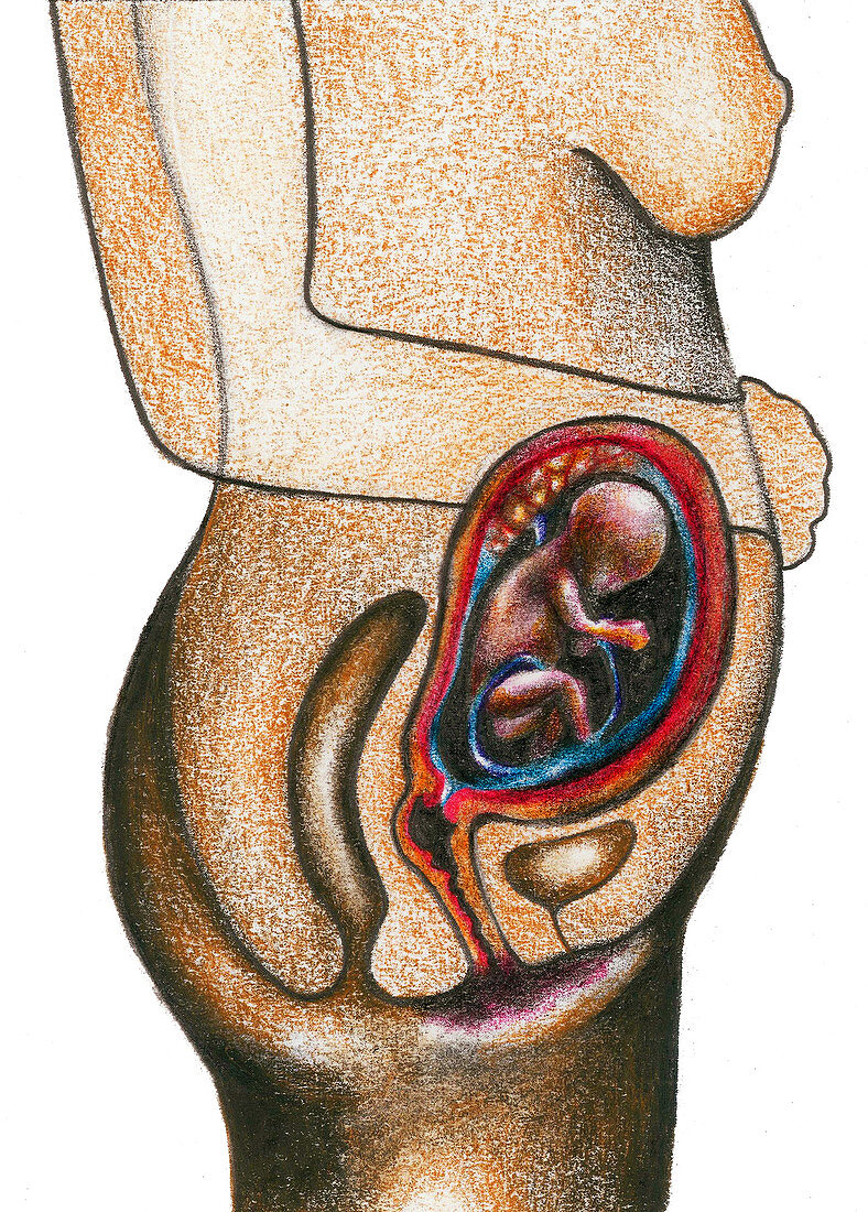 Fetal Development - Month 5