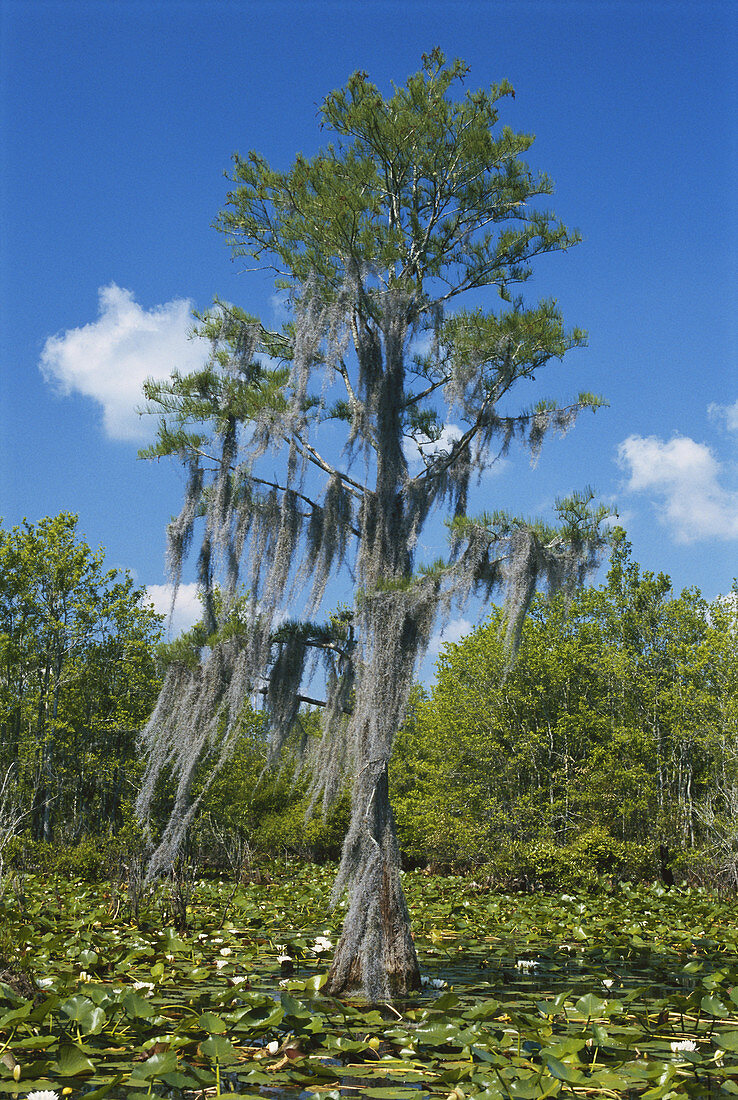 Swamp cypress in Okefenokee NWR