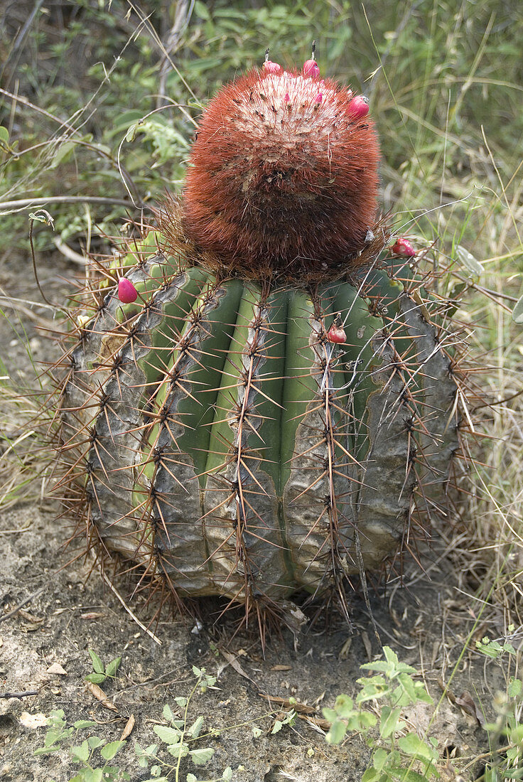 Melon cactus