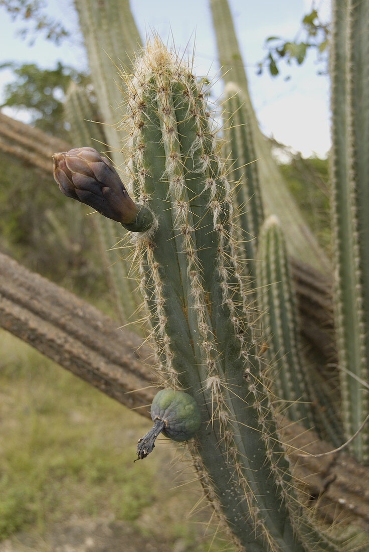 Flower and Fruit on Dildo Cactus