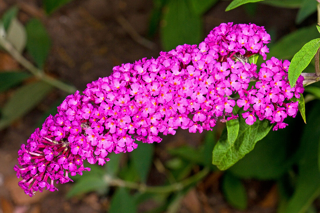 Butterfly Bush Flower