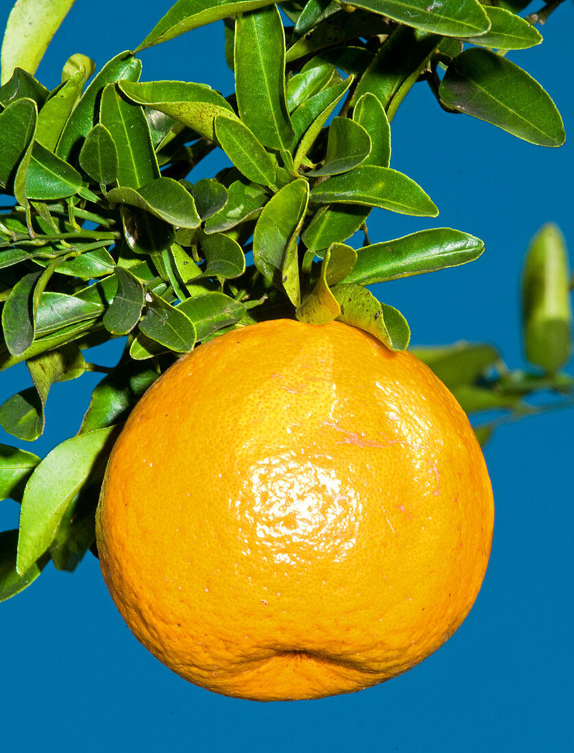 Orange Fruit Growing on Tree