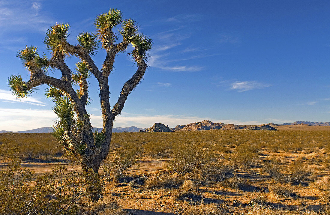 Joshua tree,Mojave desert