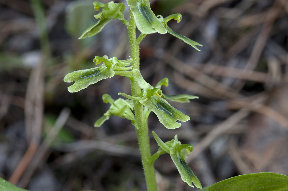 Northern Twayblade