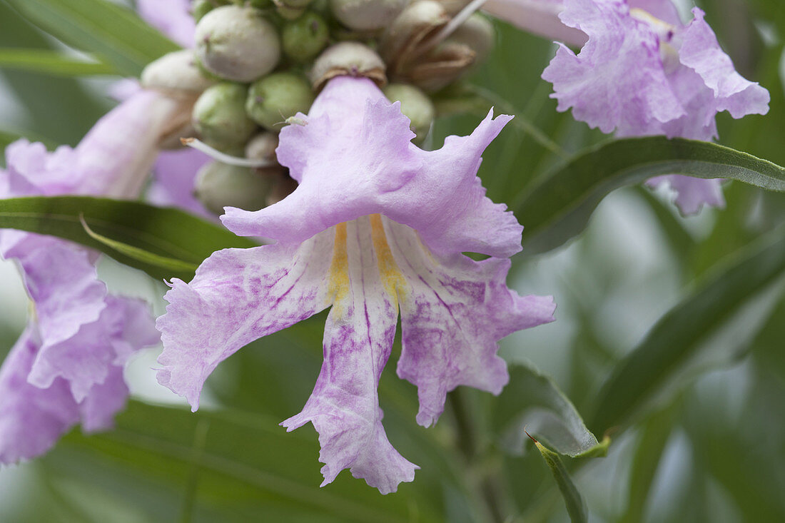 Desert Willow