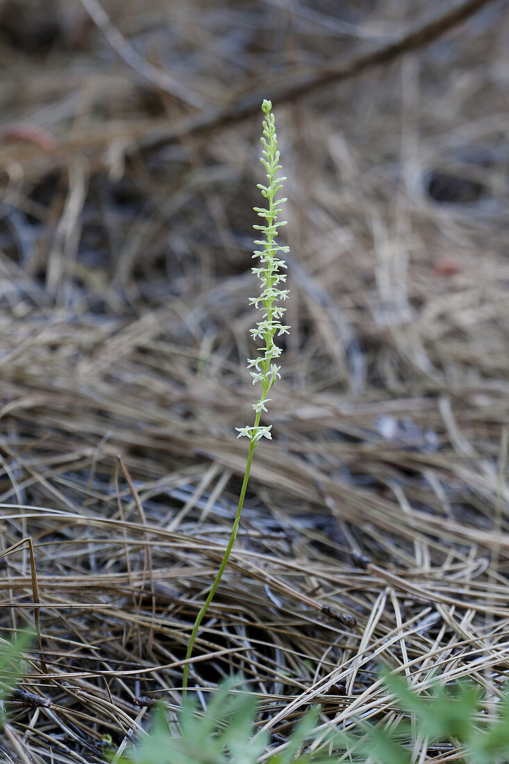 Flat-spurred rein-orchid