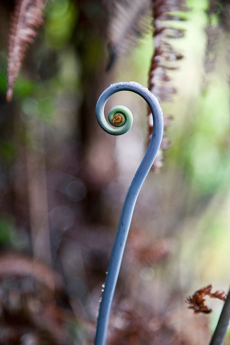 Blue fiddlehead of uluhe fern