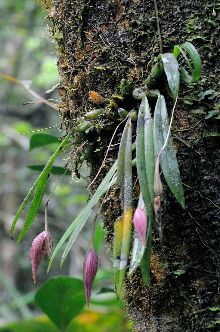 Bulbophyllum Orchid