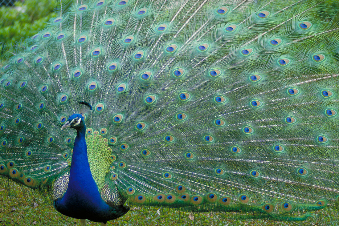 Strutting Peacock