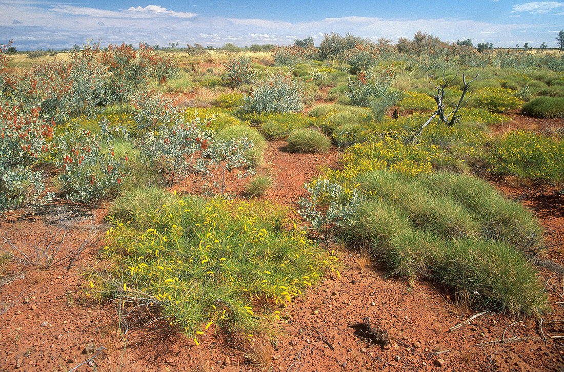 Western Australian Desert Plants