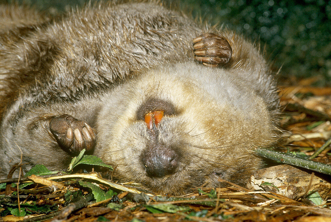 Sleeping Beaver