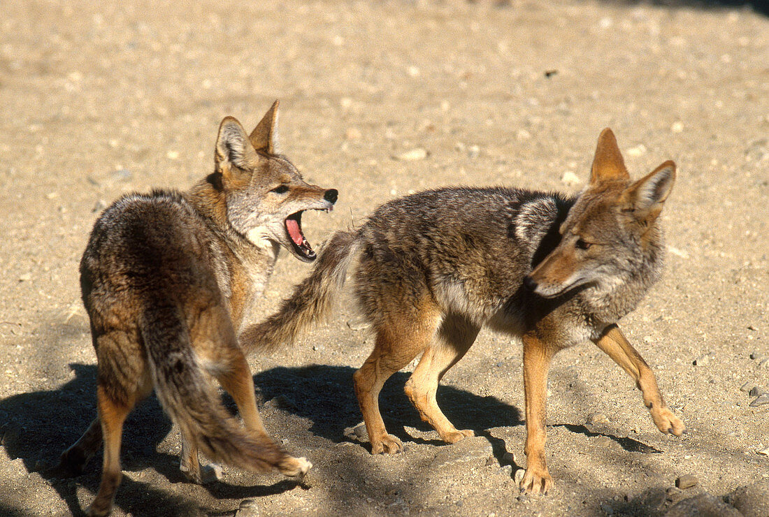 Coyote Aggression