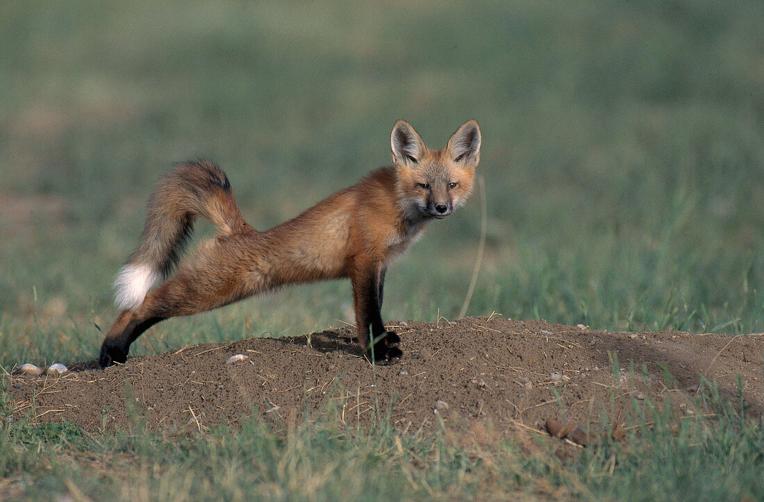 Red Fox pup stretching near den