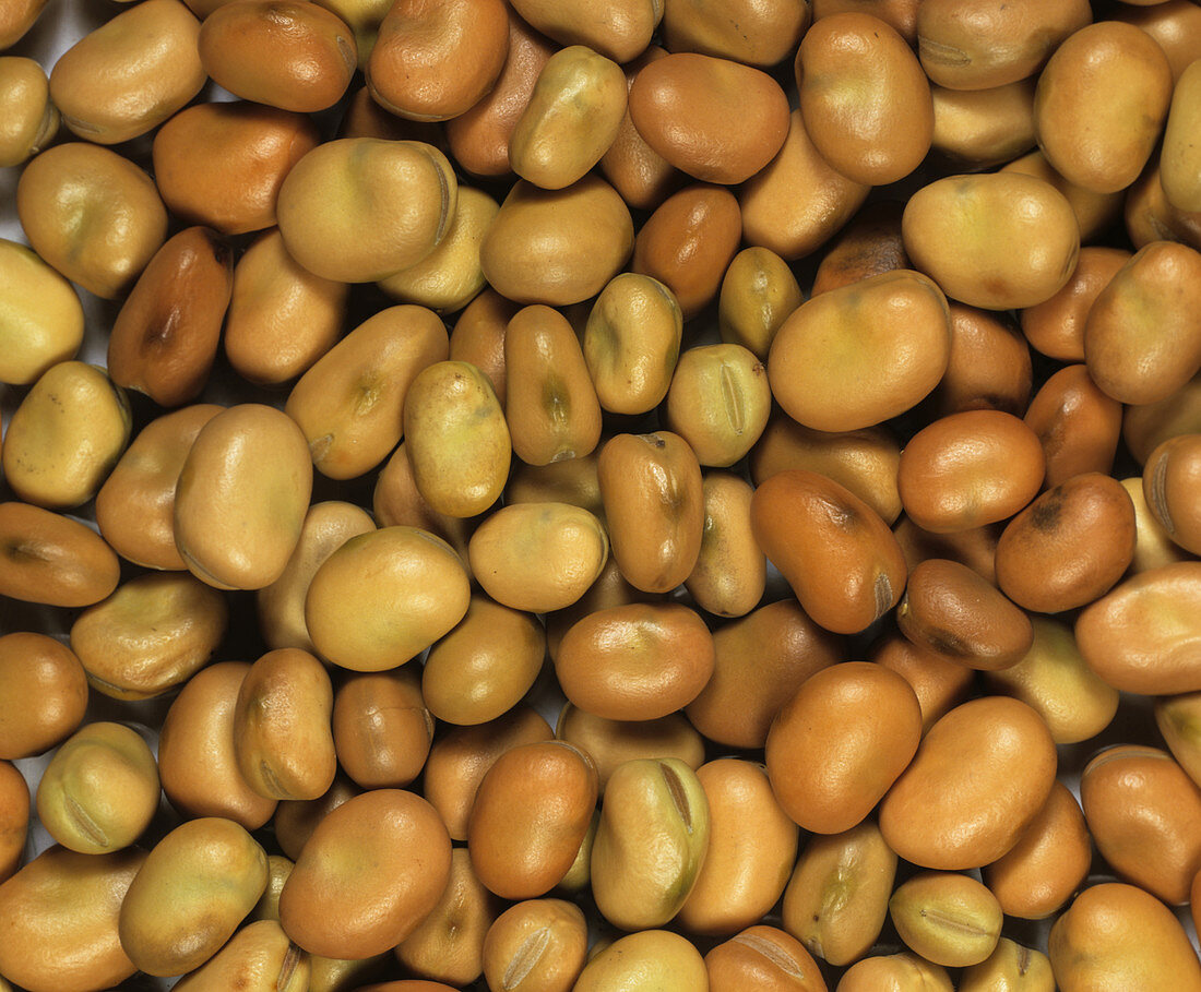 Field bean seeds