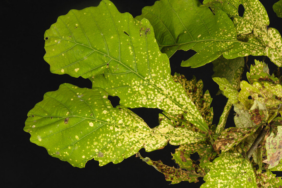 Oak leaf phylloxera damage