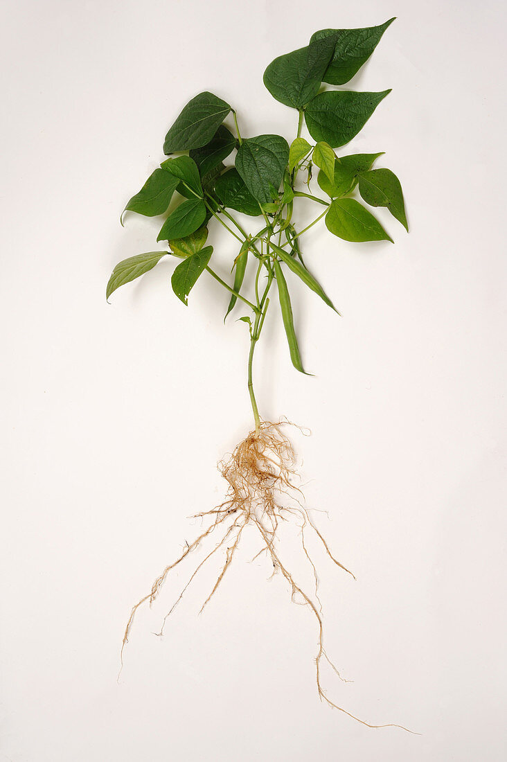 Phaseolus vulgaris plant structure
