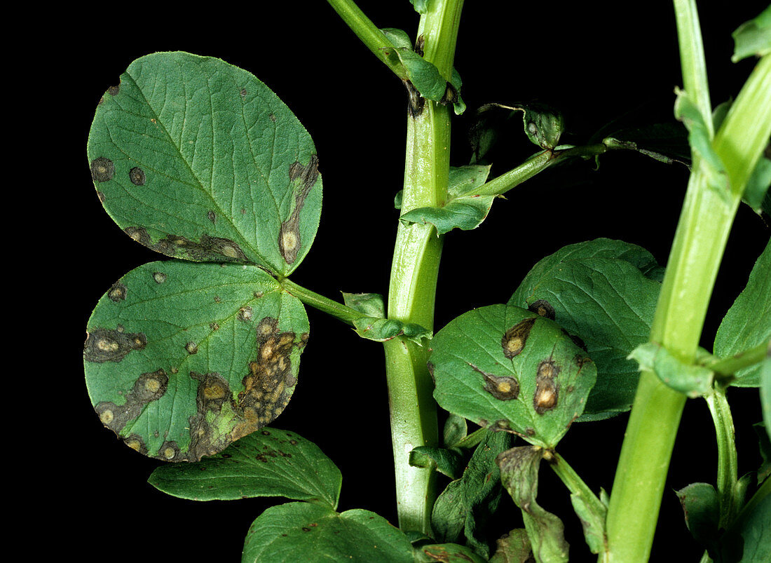 Ascochyta leaf spot