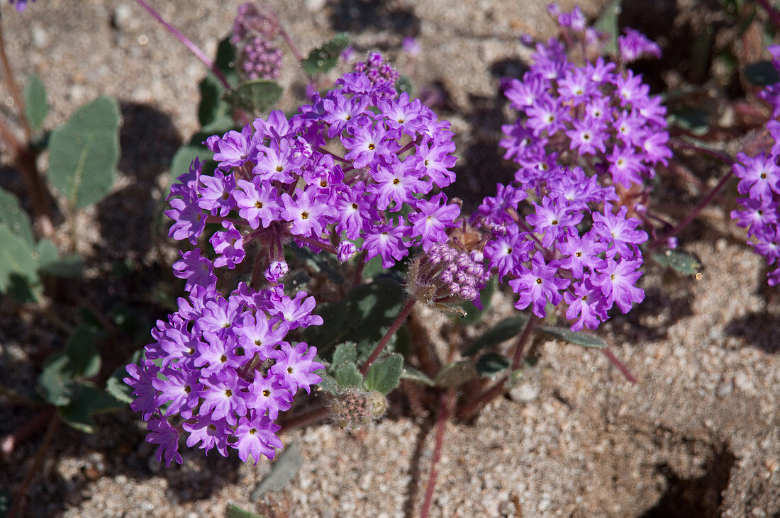 Slender Sand Verbena