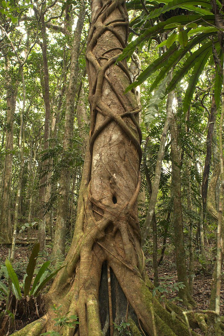 Black Ebony Tree with strangler vine
