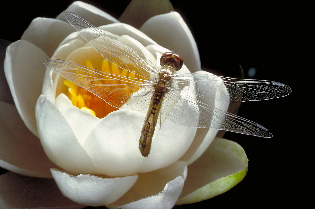 Dragonfly & Water Lily