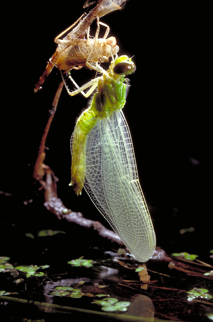 Adult Dragonfly