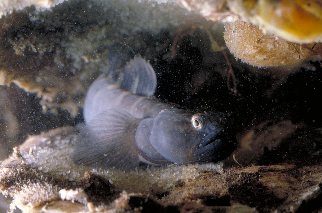 Naked Goby Guarding Eggs