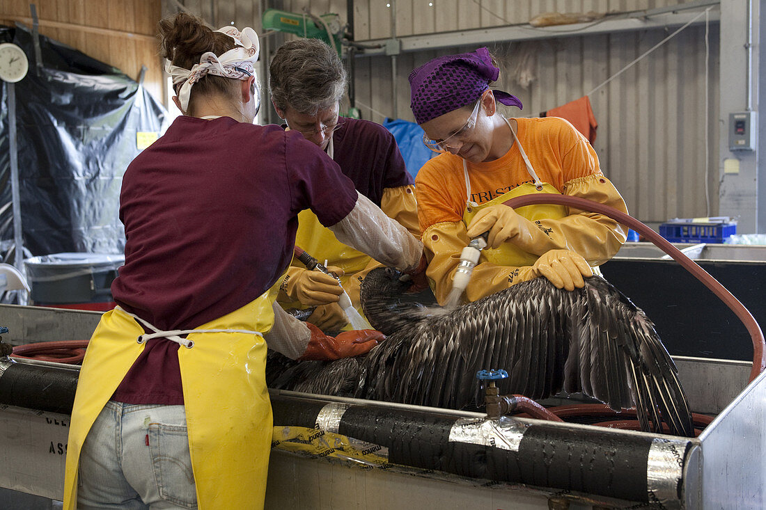 Cleaning Oiled Pelicans in Louisiana