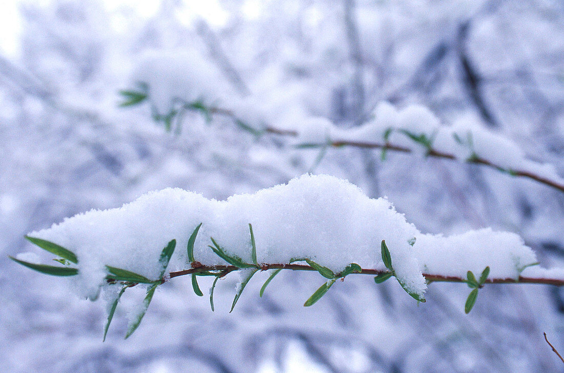 Snow on Aspens