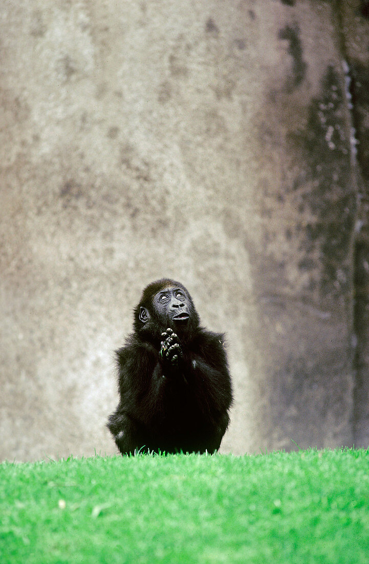 Lowland Gorilla 'praying'