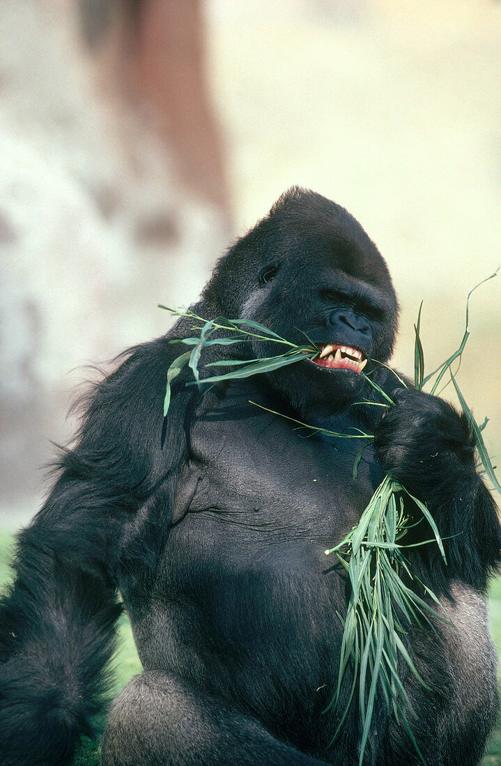 Gorilla Using Teeth