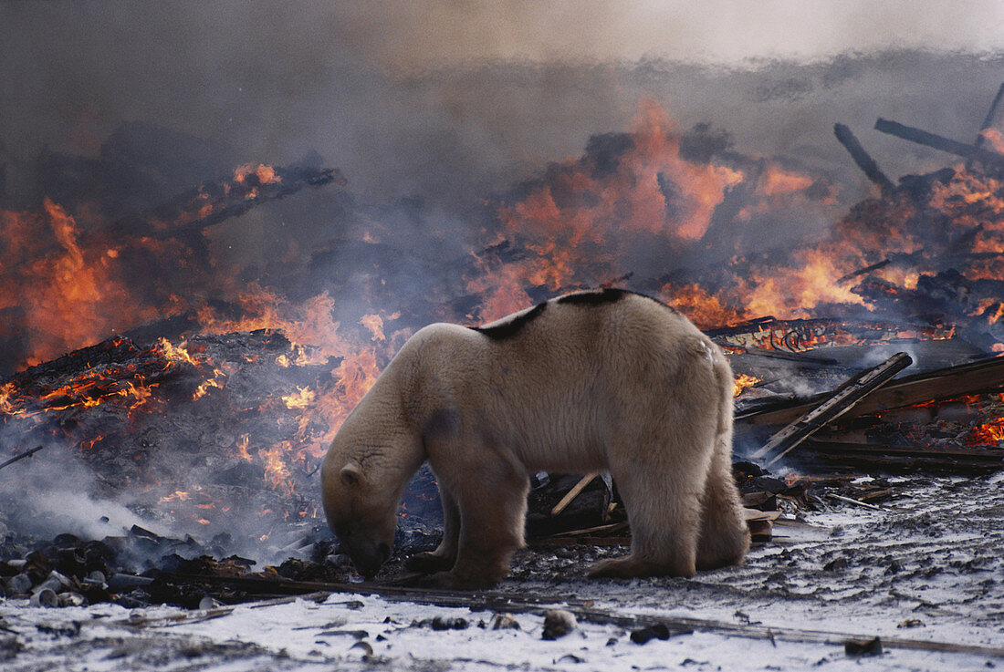 Polar Bear in Garbage