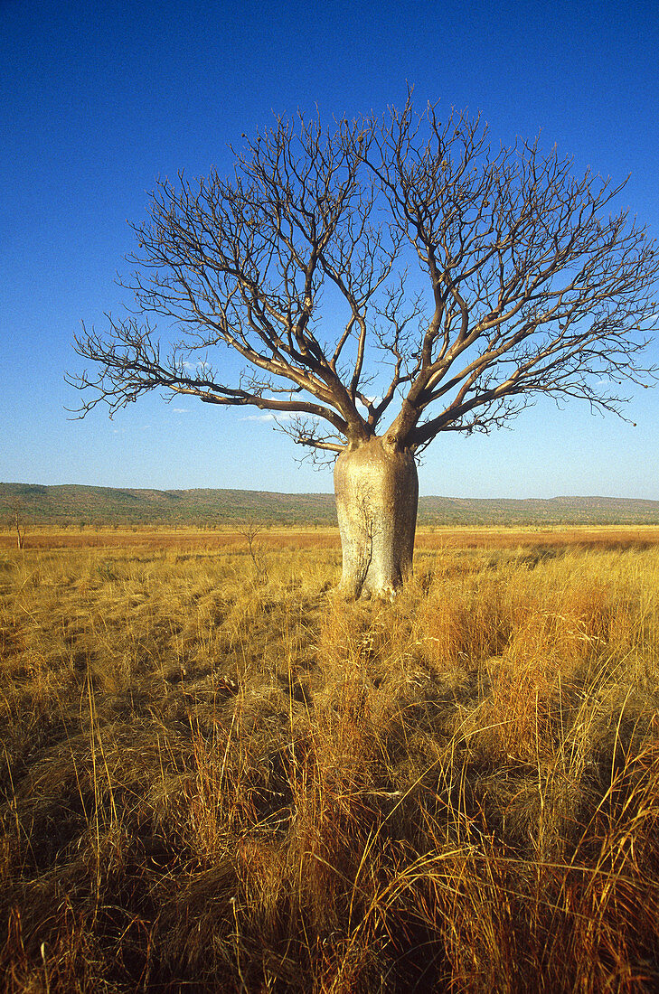 Boab Tree in Australia