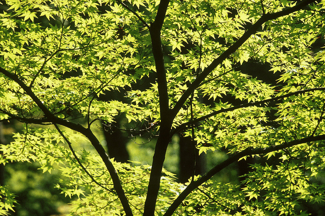 Japanese Maple (Acer palmatum)