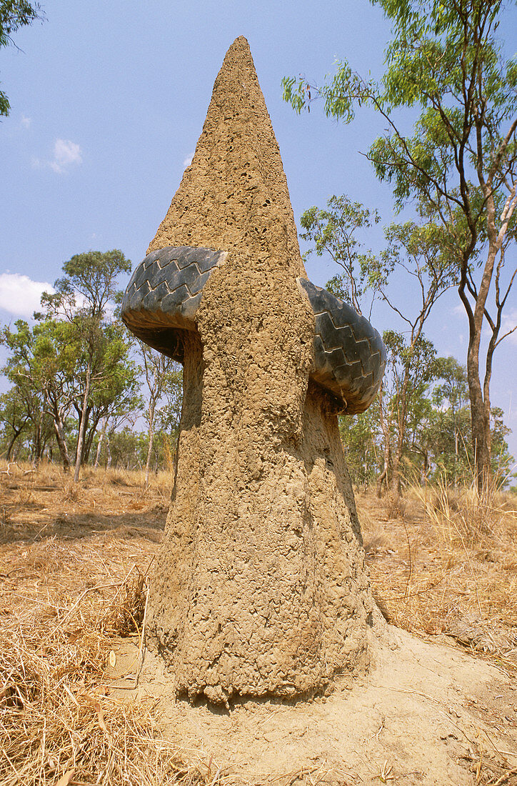 Termite Mound with Tire