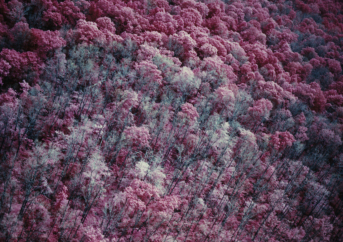IR image of moth-damaged forest