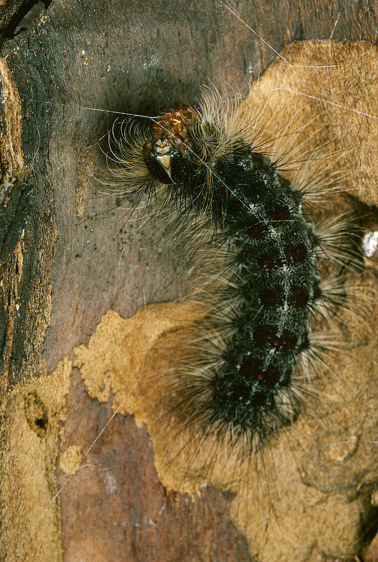 Gypsy Moth caterpillar