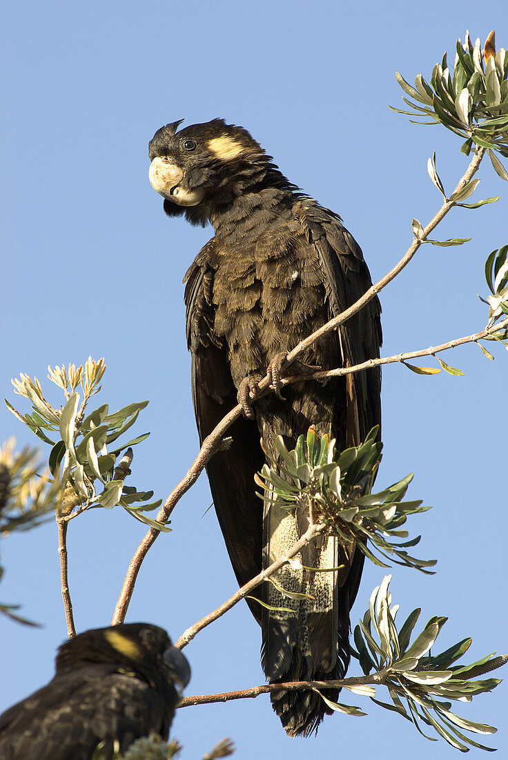 Yellow-tailed black cockatoo