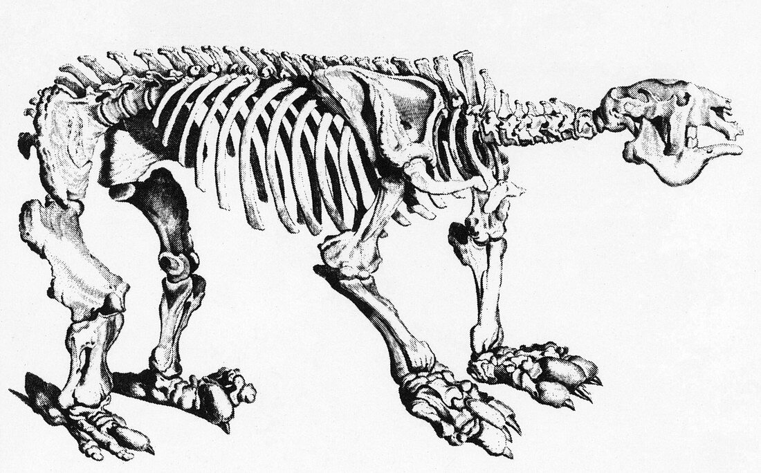 Megatherium,Extinct Ground Sloth