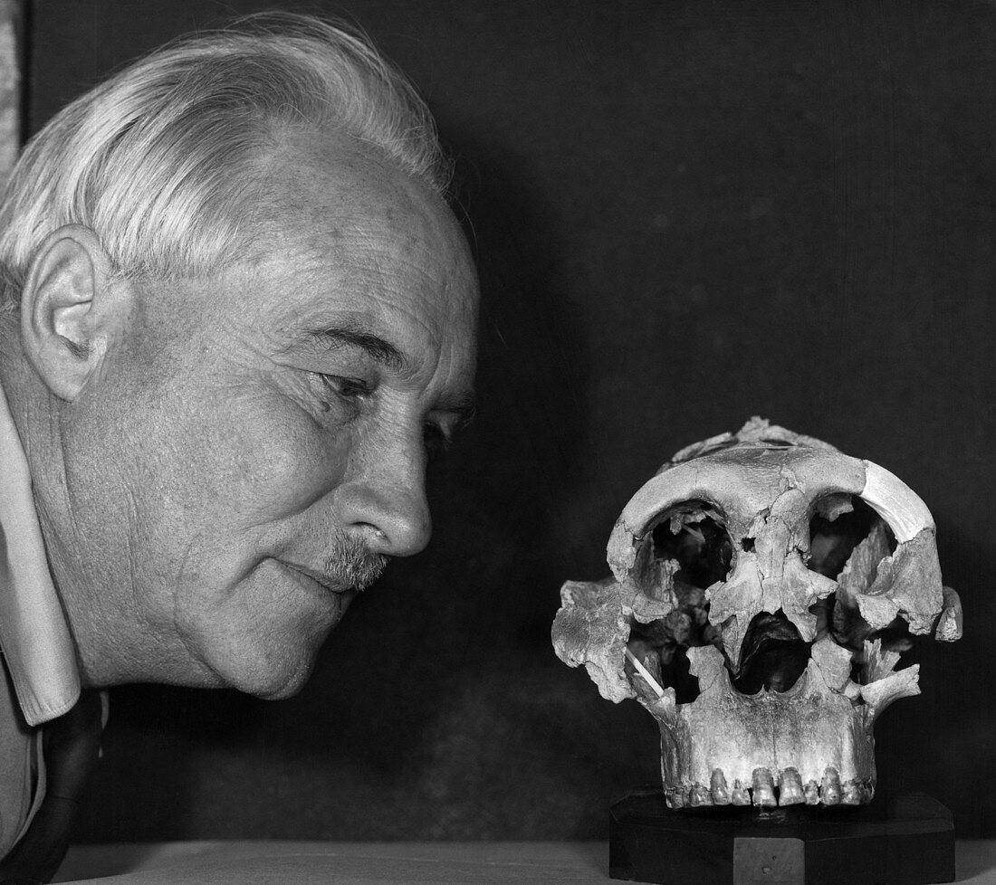 Dr. Louis Leaky with Zinjanthropus Skull
