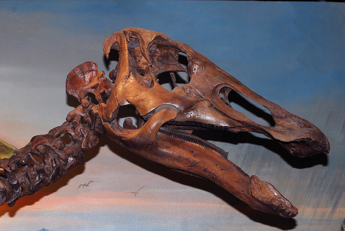 Hadrosaur or Duck-billed Dinosaur