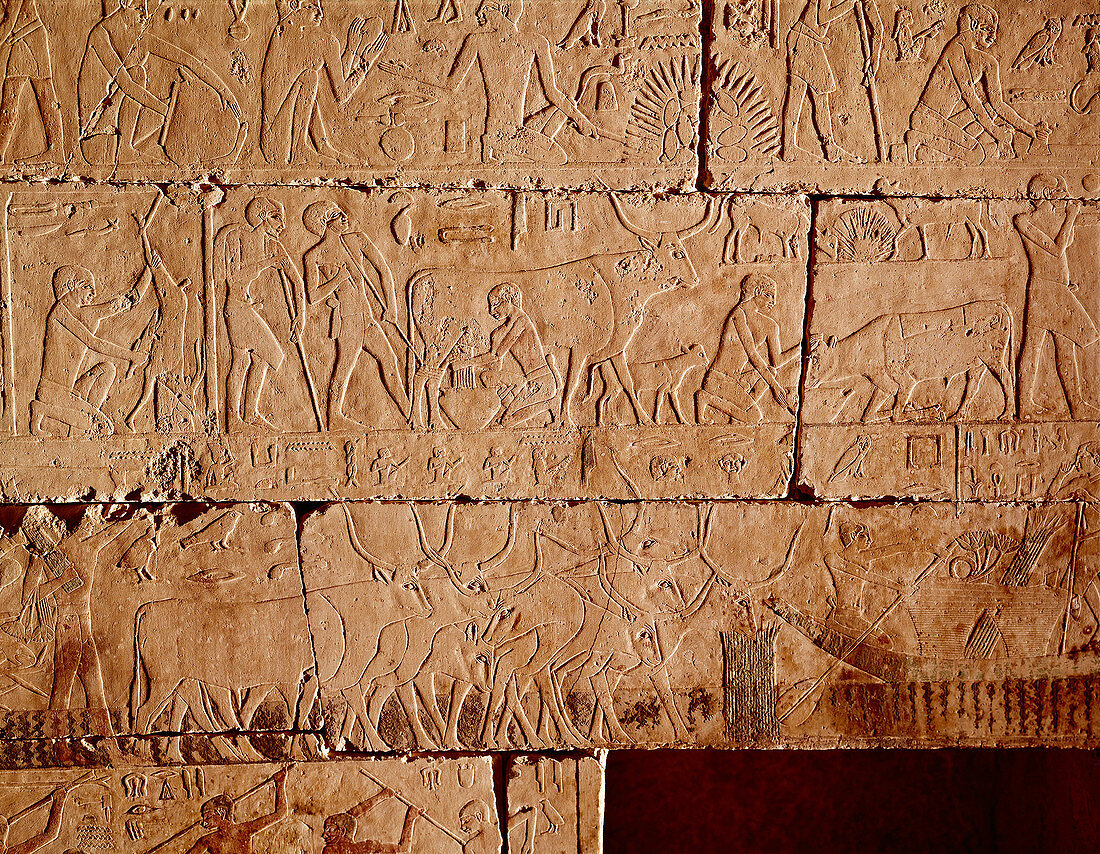 Tomb Reliefs Showing Agriculture