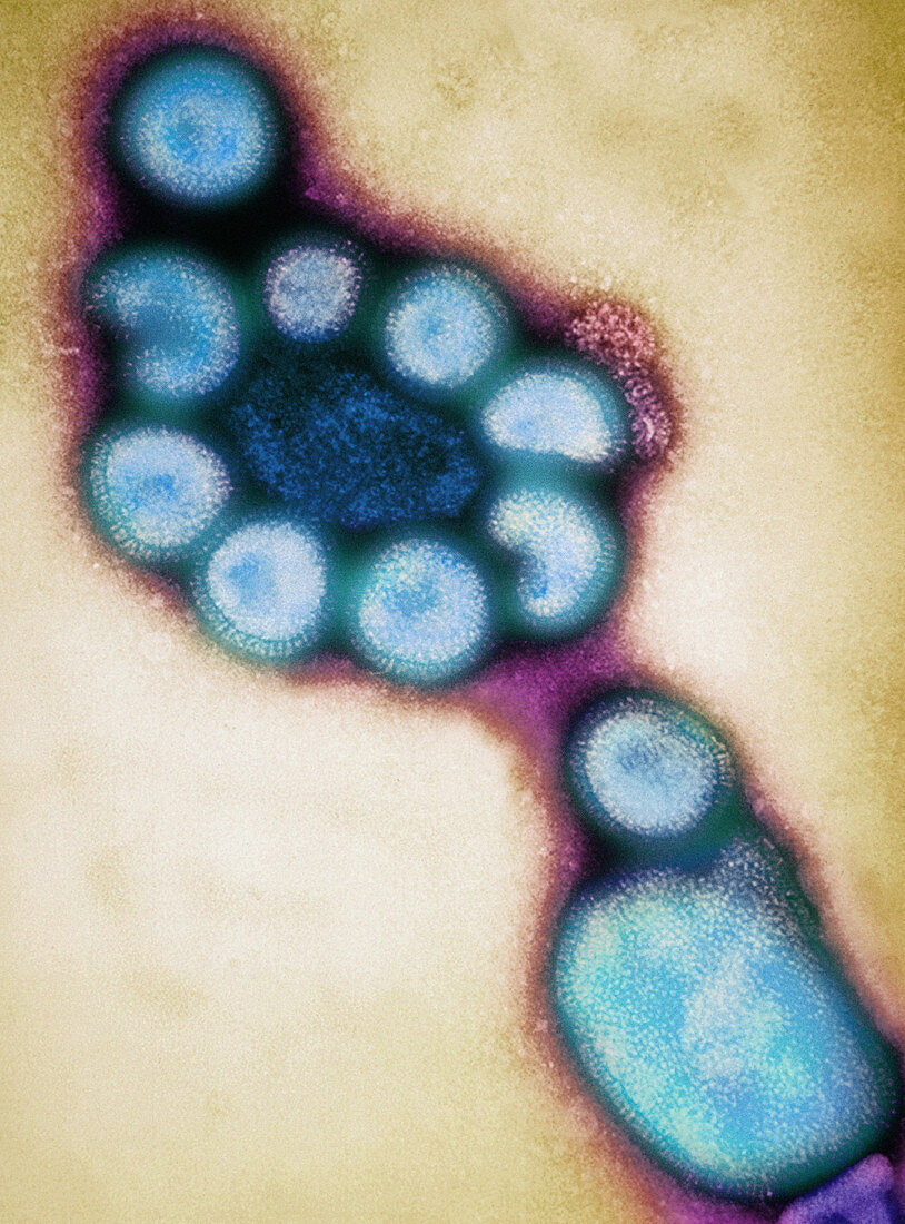 Hong Kong flu viruses