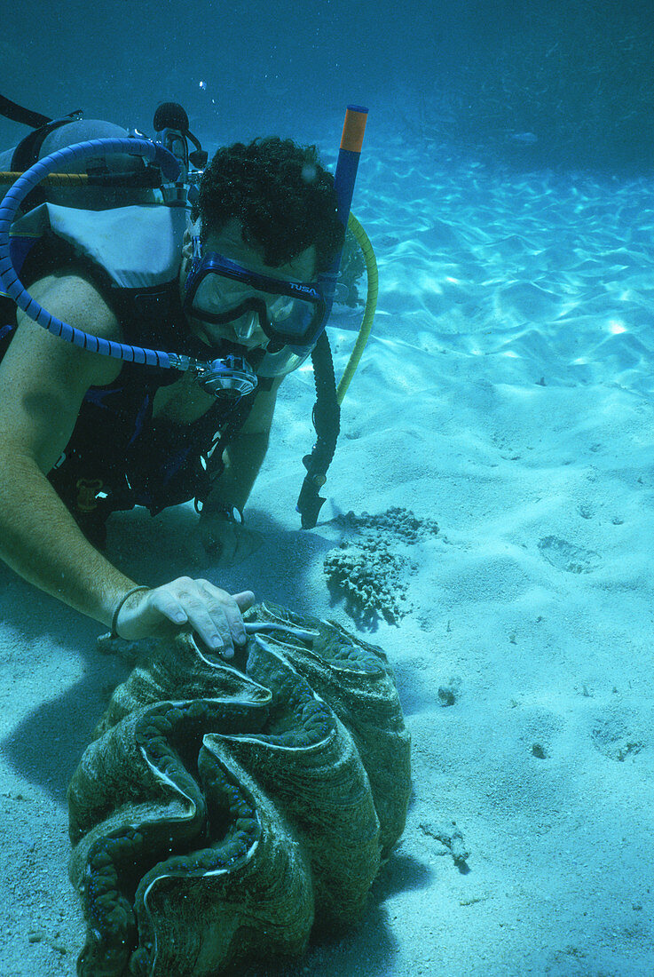 Diver with clam