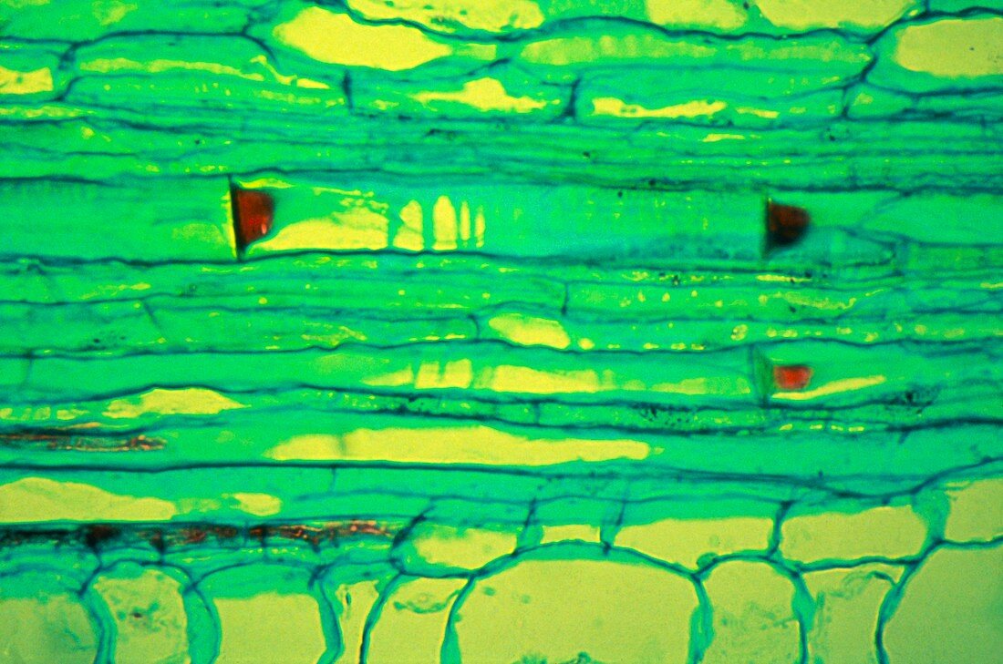 Plant phloem tissue,light micrograph